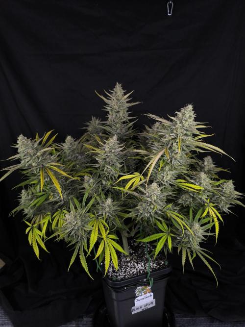 Black Opium Auto LED. Week 14