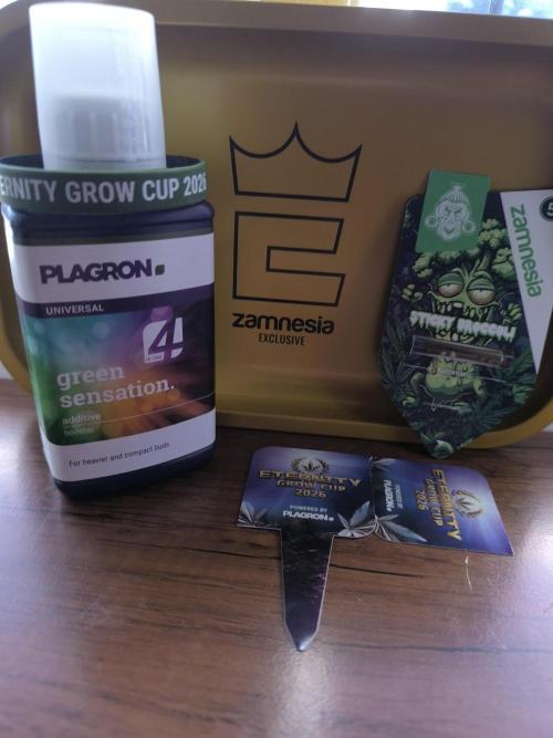 Sticky Broccoli Auto LED. Week 0