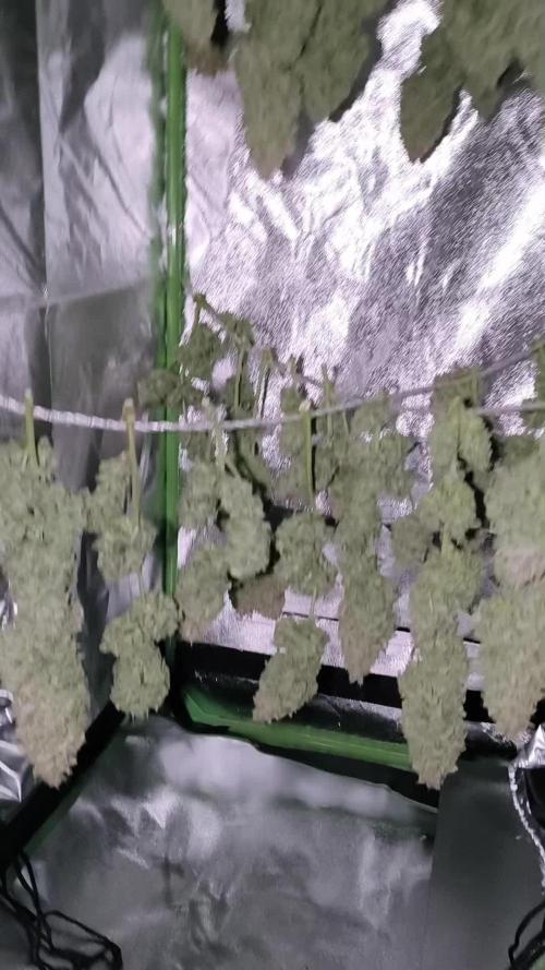 Black Opium Auto LED