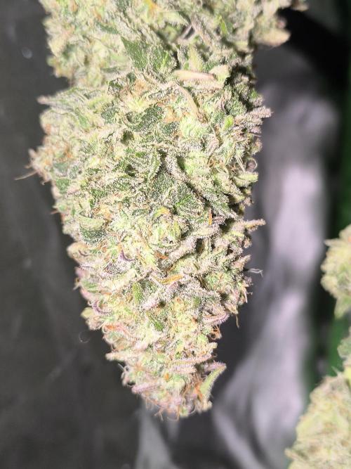 Black Opium Auto LED. Week 15