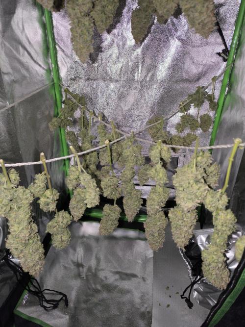 Black Opium Auto LED. Week 15