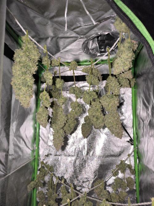 Black Opium Auto LED. Week 15