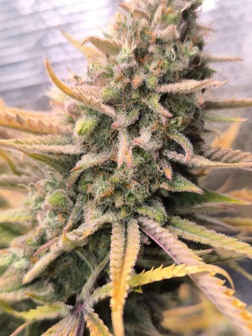 Black Opium Auto LED. Week 15