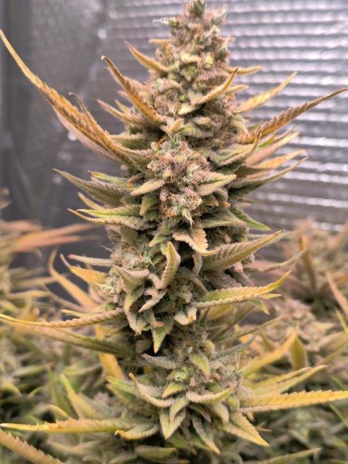 Black Opium Auto LED. Week 15