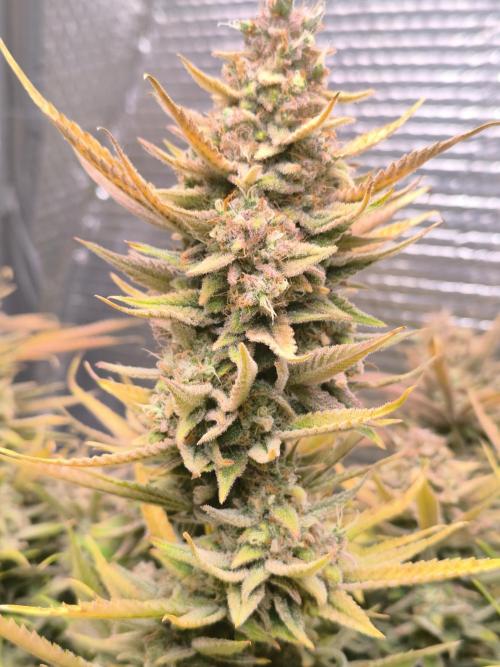 Black Opium Auto LED. Week 15