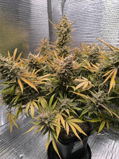 Black Opium Auto LED. Week 15