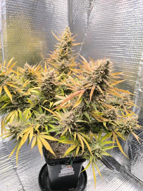 Black Opium Auto LED. Week 15