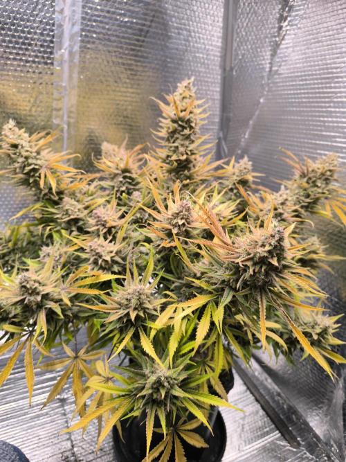 Black Opium Auto LED. Week 15