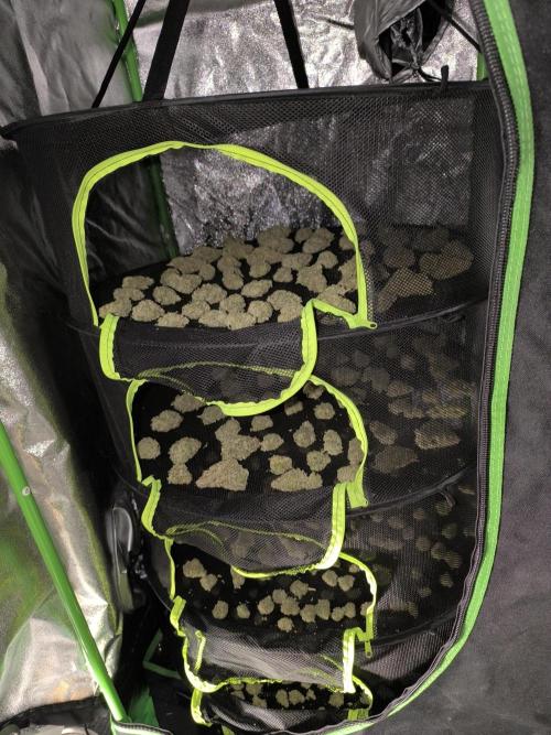 Black Opium Auto LED. Week 15