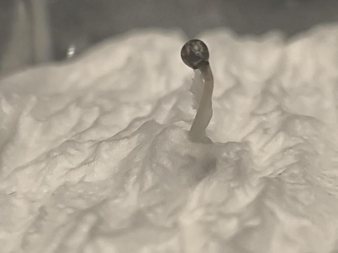 Sticky Broccoli Auto LED Eternity GC-26. Week 0