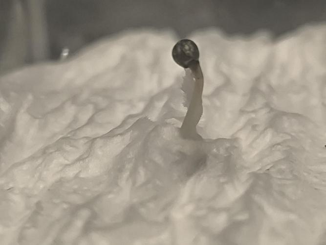 Sticky Broccoli Auto LED Eternity GC-26. Week 0