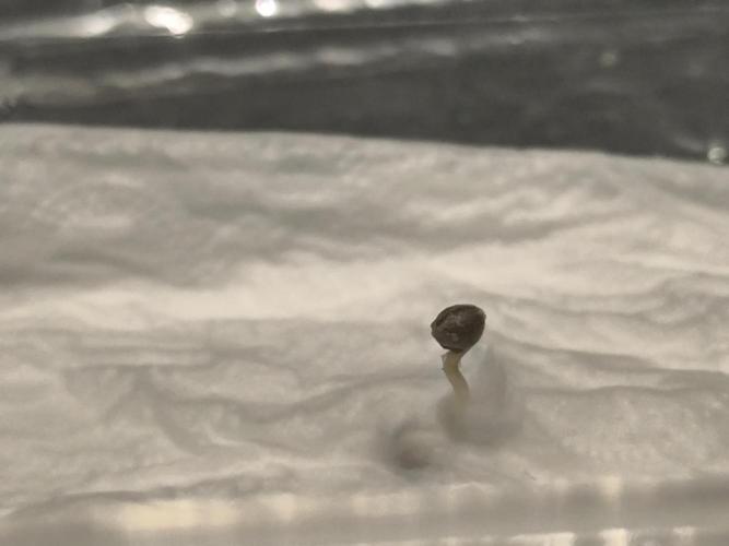 Sticky Broccoli Auto LED Eternity GC-26. Week 0