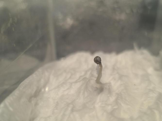 Sticky Broccoli Auto LED Eternity GC-26. Week 0