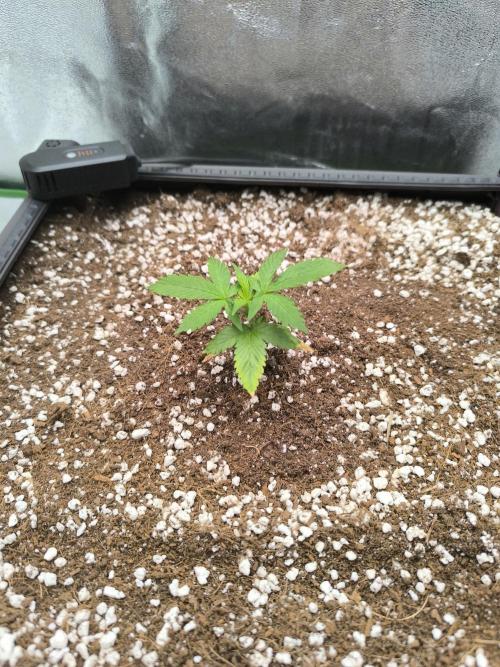 Sticky Broccoli Auto LED Eternity GC-26. Week 2