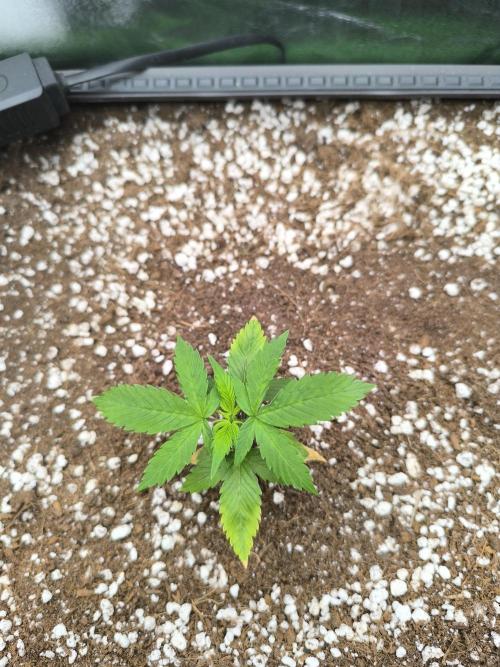 Sticky Broccoli Auto LED Eternity GC-26. Week 2