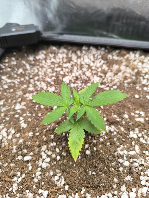 Sticky Broccoli Auto LED Eternity GC-26. Week 2