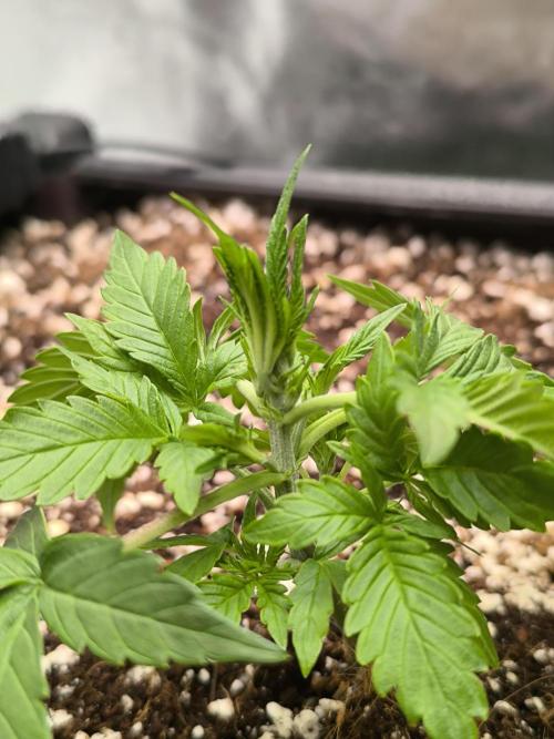 Sticky Broccoli Auto LED Eternity GC-26. Week 3