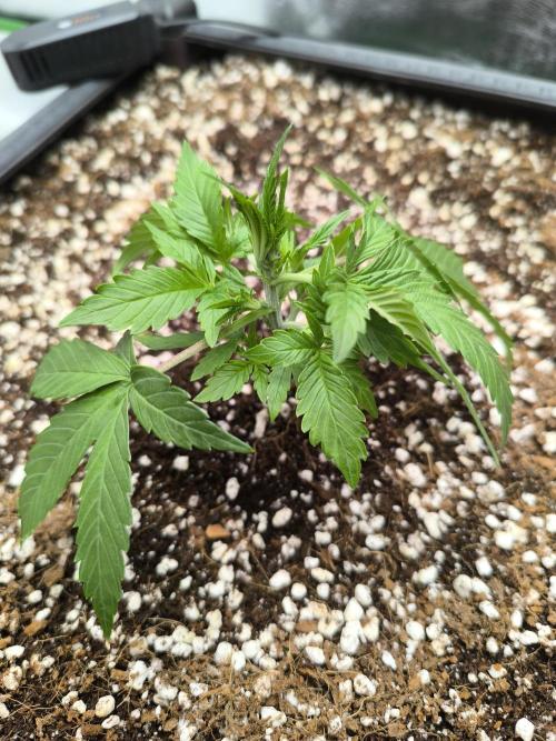 Sticky Broccoli Auto LED Eternity GC-26. Week 3
