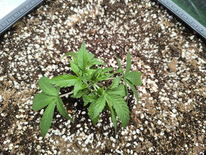 Sticky Broccoli Auto LED Eternity GC-26. Week 3