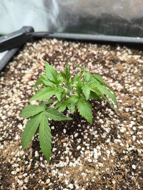 Sticky Broccoli Auto LED Eternity GC-26. Week 3