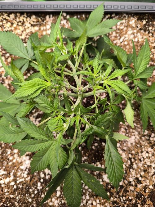 Sticky Broccoli Auto LED Eternity GC-26. Week 4