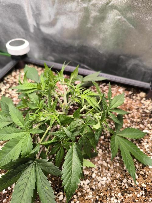Sticky Broccoli Auto LED Eternity GC-26. Week 4