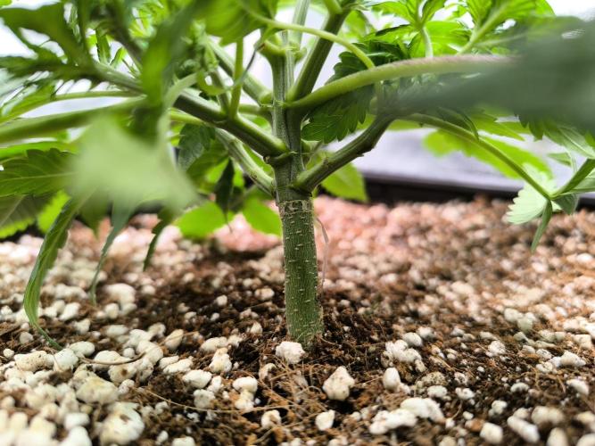 Sticky Broccoli Auto LED Eternity GC-26. Week 4