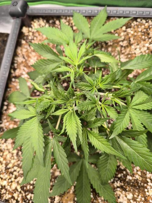 Sticky Broccoli Auto LED Eternity GC-26. Week 4