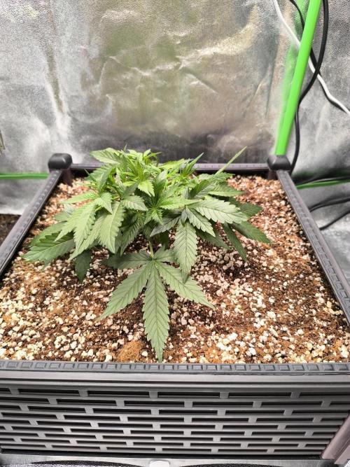 Sticky Broccoli Auto LED Eternity GC-26. Week 4