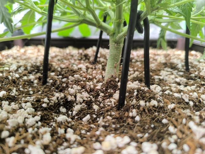 Sticky Broccoli Auto LED Eternity GC-26. Week 5