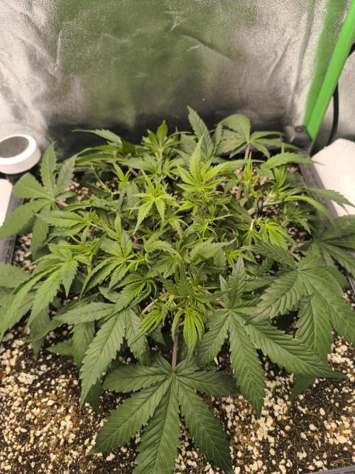 Sticky Broccoli Auto LED Eternity GC-26. Week 5