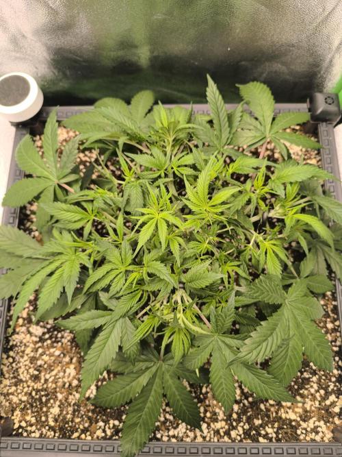 Sticky Broccoli Auto LED Eternity GC-26. Week 5