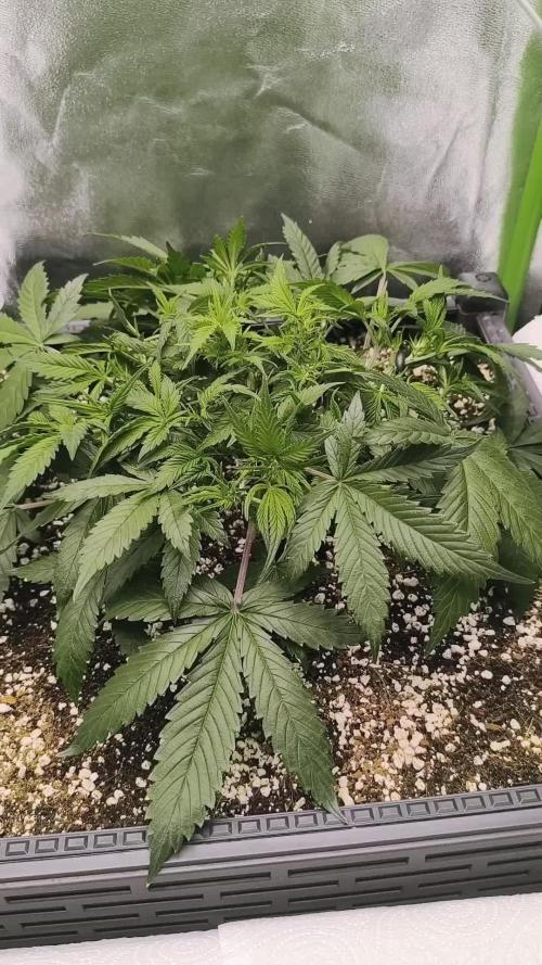 Sticky Broccoli Auto LED Eternity GC-26