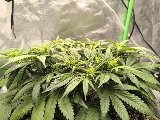 Sticky Broccoli Auto LED Eternity GC-26. Week 6