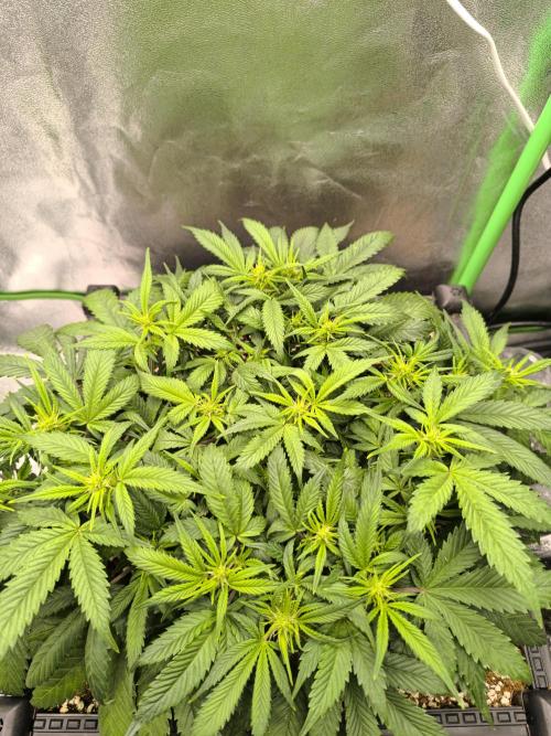 Sticky Broccoli Auto LED Eternity GC-26. Week 6