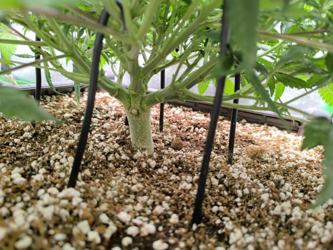 Sticky Broccoli Auto LED Eternity GC-26. Week 6