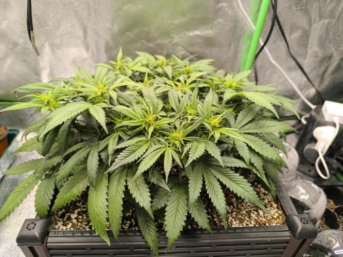 Sticky Broccoli Auto LED Eternity GC-26. Week 6