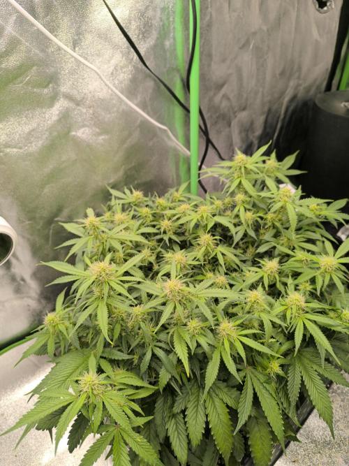 Sticky Broccoli Auto LED Eternity GC-26. Week 7