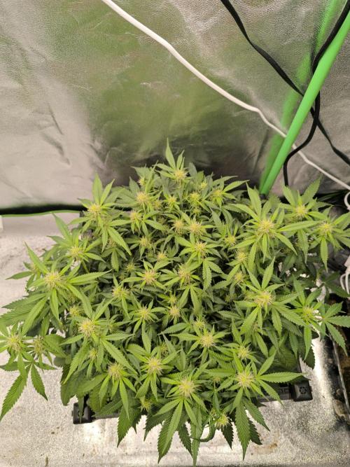 Sticky Broccoli Auto LED Eternity GC-26. Week 7