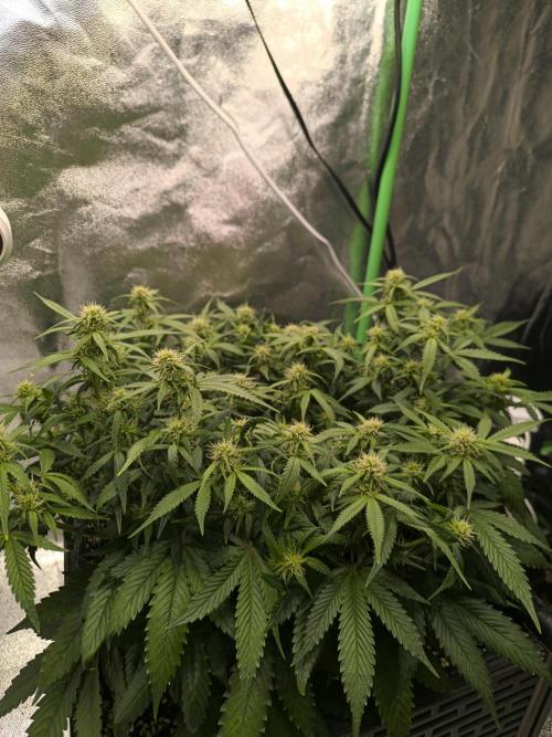 Sticky Broccoli Auto LED Eternity GC-26. Week 7