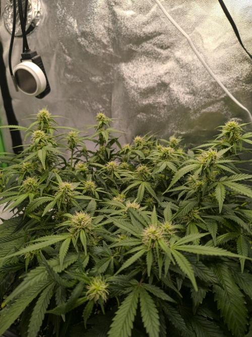 Sticky Broccoli Auto LED Eternity GC-26. Week 7