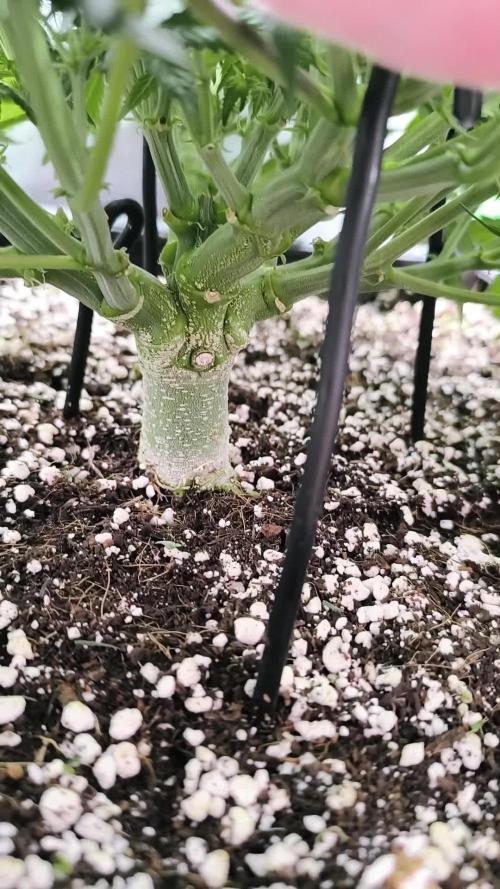 Sticky Broccoli Auto LED Eternity GC-26