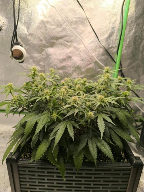 Sticky Broccoli Auto LED Eternity GC-26. Week 7