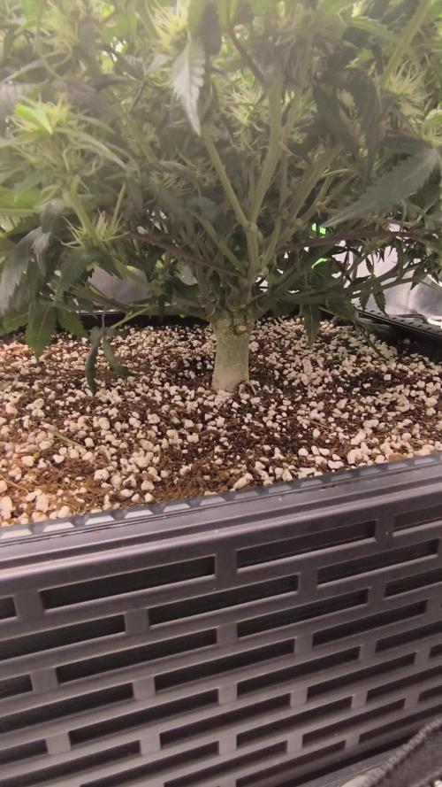 Sticky Broccoli Auto LED Eternity GC-26