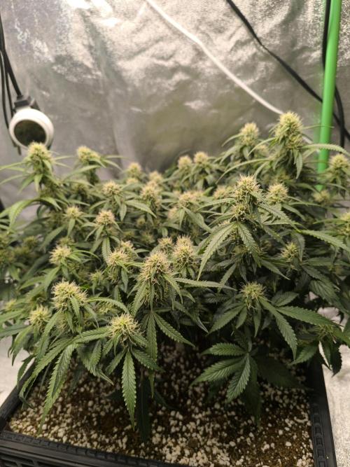 Sticky Broccoli Auto LED Eternity GC-26. Week 8