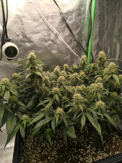 Sticky Broccoli Auto LED Eternity GC-26. Week 8