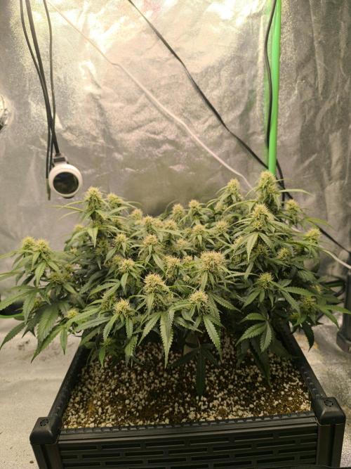 Sticky Broccoli Auto LED Eternity GC-26. Week 8