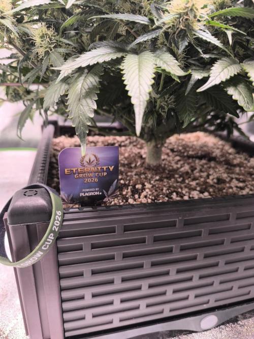 Sticky Broccoli Auto LED Eternity GC-26. Week 9