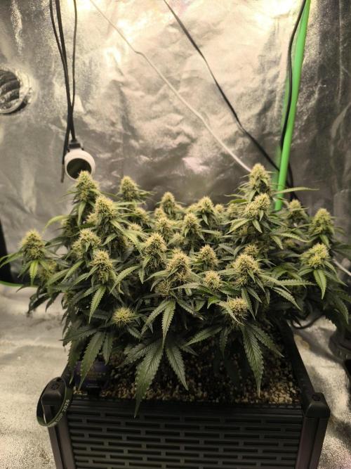 Sticky Broccoli Auto LED Eternity GC-26. Week 9