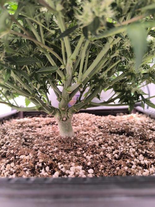 Sticky Broccoli Auto LED Eternity GC-26. Week 9